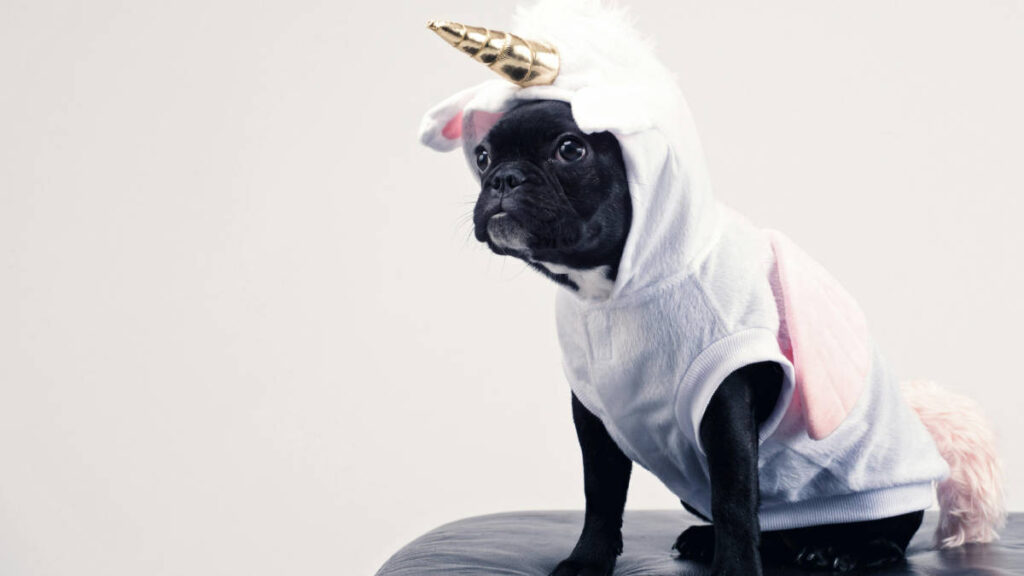 nomes para pet shop