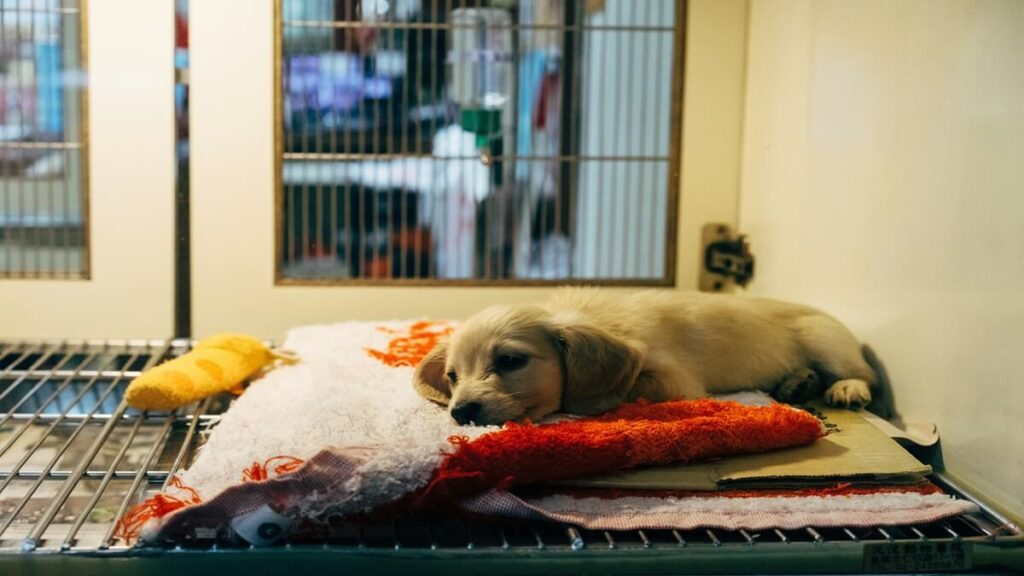 controle de estoque de pet shop