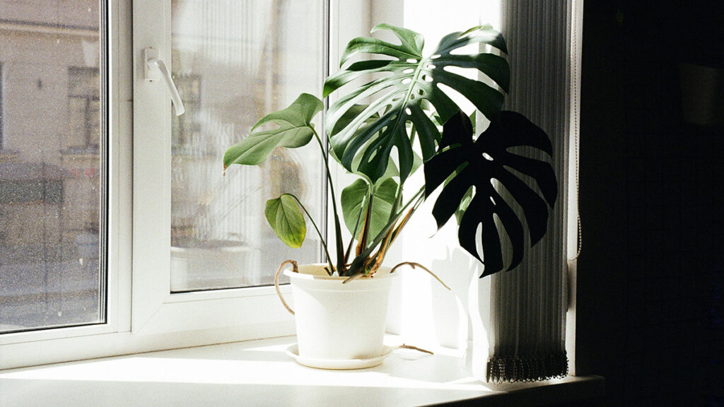 como vender plantas