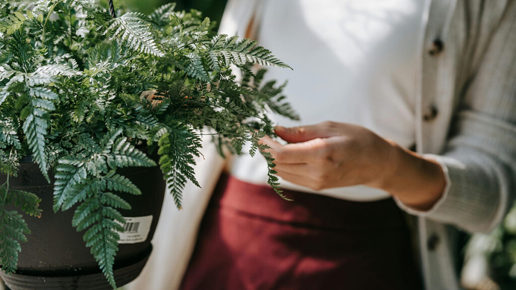 como vender plantas
