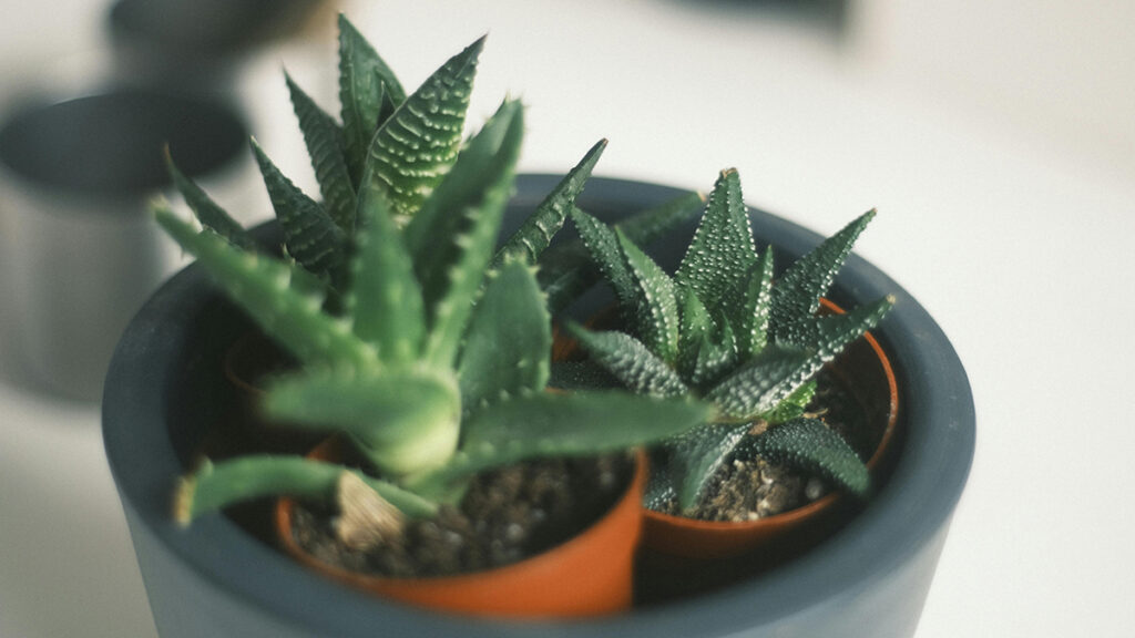 como vender plantas
