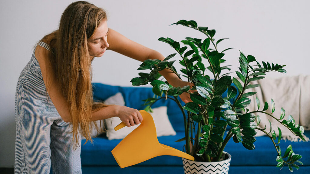 como vender plantas